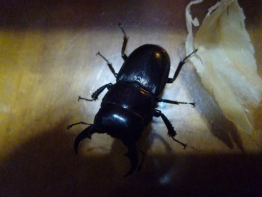 按此在新視窗瀏覽圖片