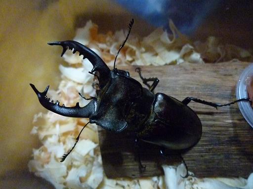 按此在新視窗瀏覽圖片