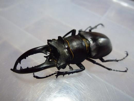 按此在新視窗瀏覽圖片