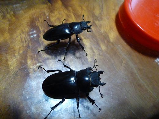 按此在新視窗瀏覽圖片