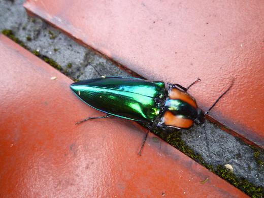 按此在新視窗瀏覽圖片