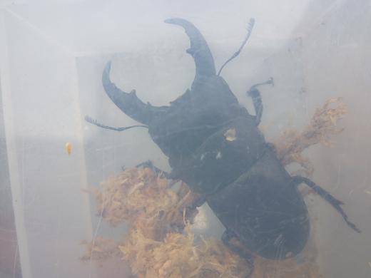 按此在新視窗瀏覽圖片