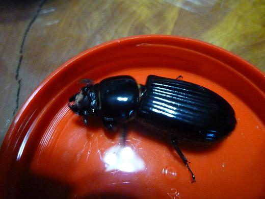 «ö¦¹¦b·sµøµ¡ÂsÄý¹Ï¤ù