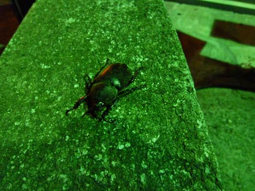 «ö¦¹¦b·sµøµ¡ÂsÄý¹Ï¤ù