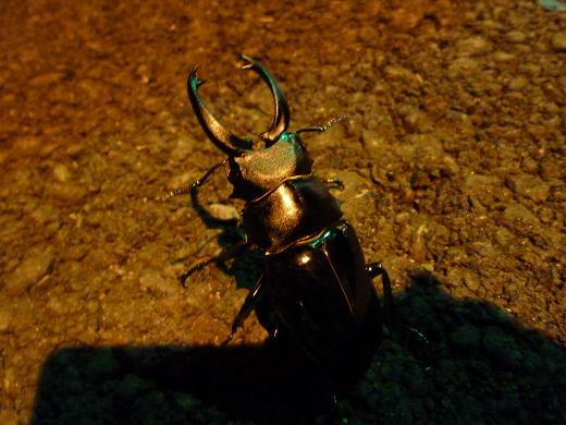 «ö¦¹¦b·sµøµ¡ÂsÄý¹Ï¤ù