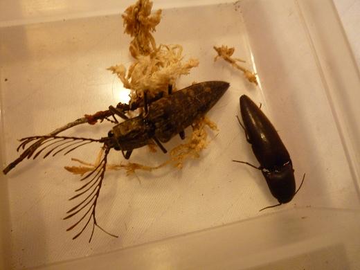 «ö¦¹¦b·sµøµ¡ÂsÄý¹Ï¤ù