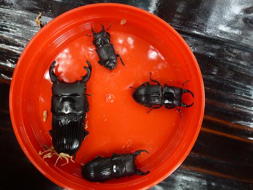 «ö¦¹¦b·sµøµ¡ÂsÄý¹Ï¤ù