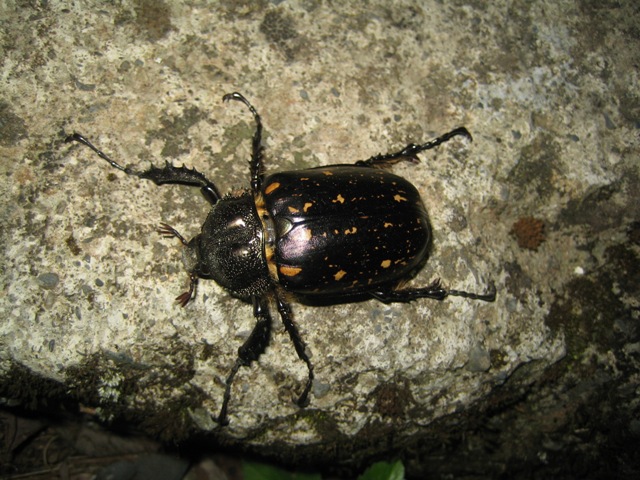 «ö¦¹¦b·sµøµ¡ÂsÄý¹Ï¤ù