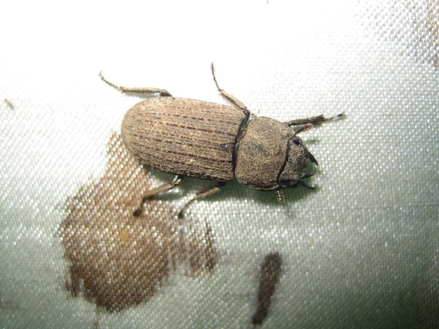 «ö¦¹¦b·sµøµ¡ÂsÄý¹Ï¤ù