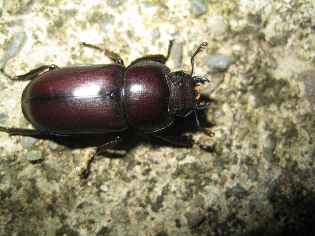 «ö¦¹¦b·sµøµ¡ÂsÄý¹Ï¤ù