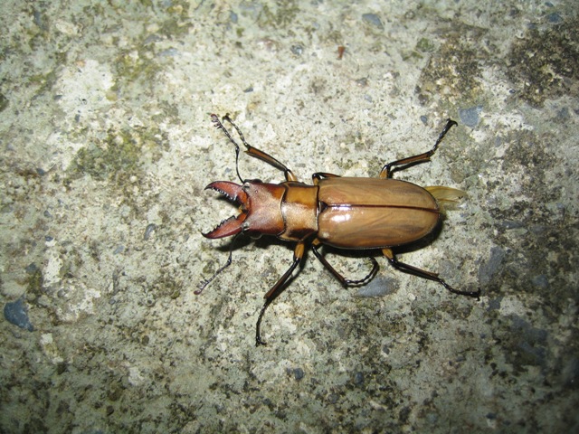 «ö¦¹¦b·sµøµ¡ÂsÄý¹Ï¤ù