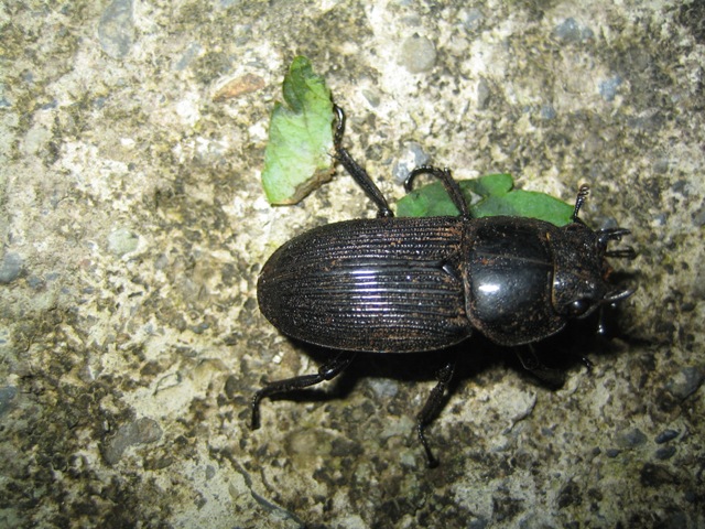 «ö¦¹¦b·sµøµ¡ÂsÄý¹Ï¤ù