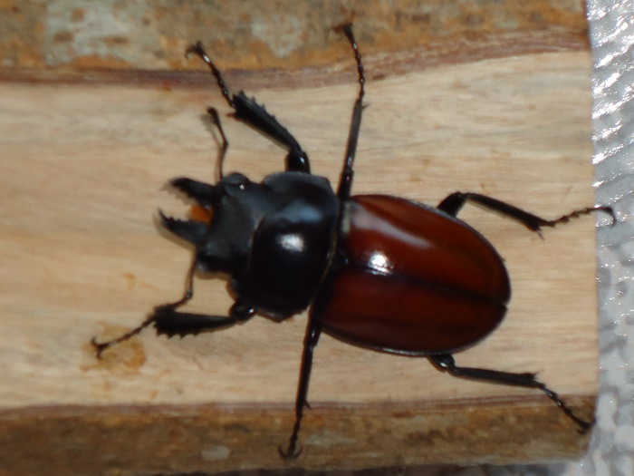 «ö¦¹¦b·sµøµ¡ÂsÄý¹Ï¤ù