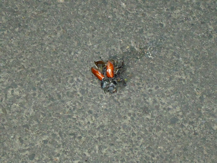 «ö¦¹¦b·sµøµ¡ÂsÄý¹Ï¤ù