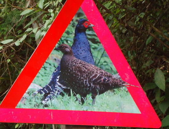 «ö¦¹¦b·sµøµ¡ÂsÄý¹Ï¤ù