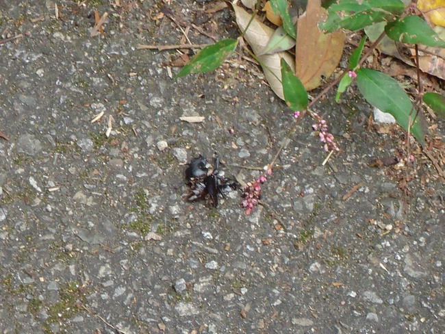 «ö¦¹¦b·sµøµ¡ÂsÄý¹Ï¤ù