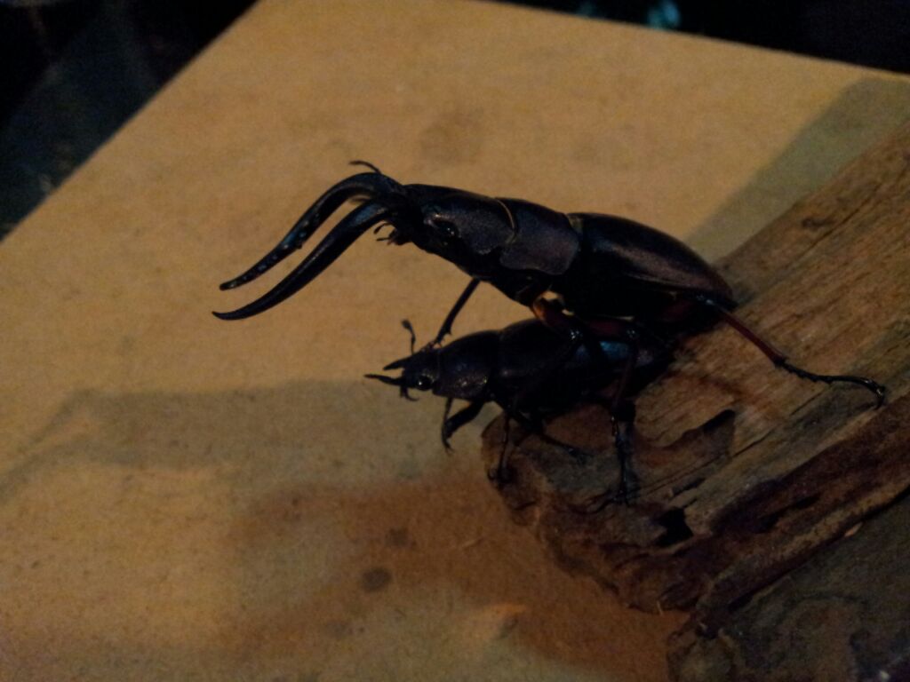 «ö¦¹¦b·sµøµ¡ÂsÄý¹Ï¤ù