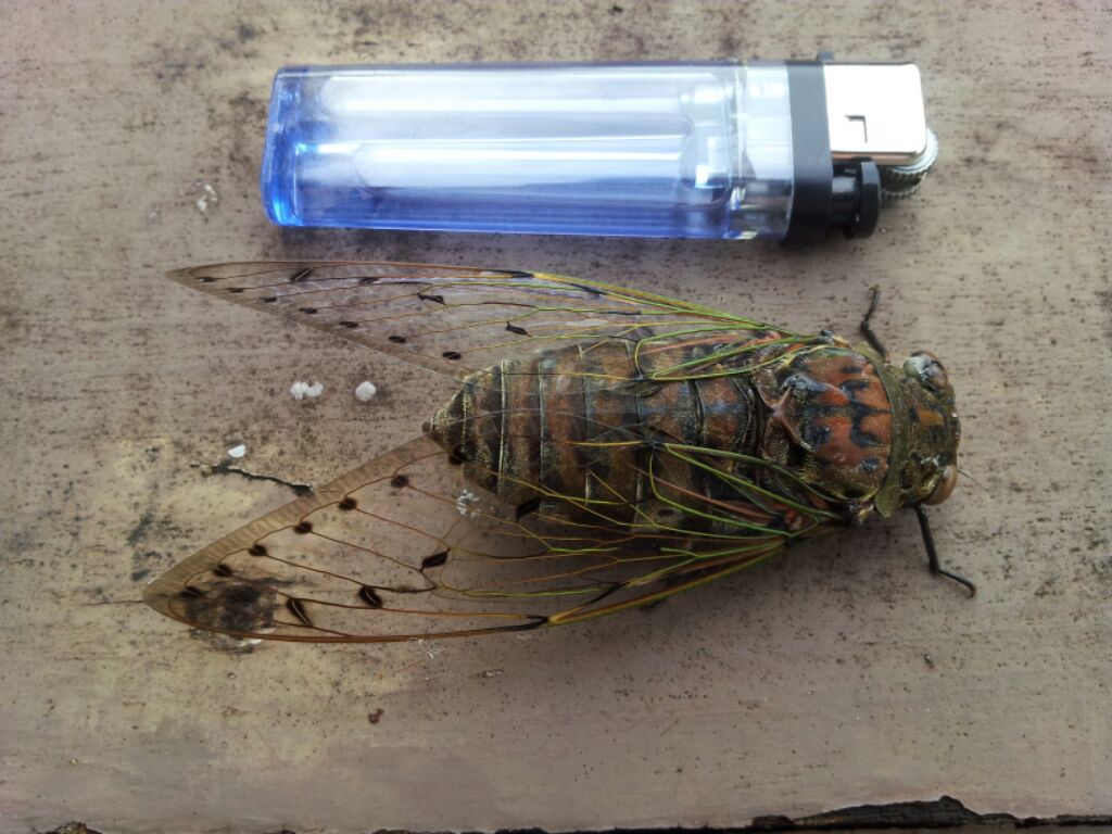 «ö¦¹¦b·sµøµ¡ÂsÄý¹Ï¤ù