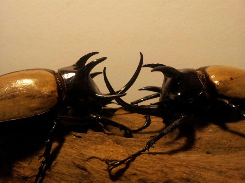 «ö¦¹¦b·sµøµ¡ÂsÄý¹Ï¤ù