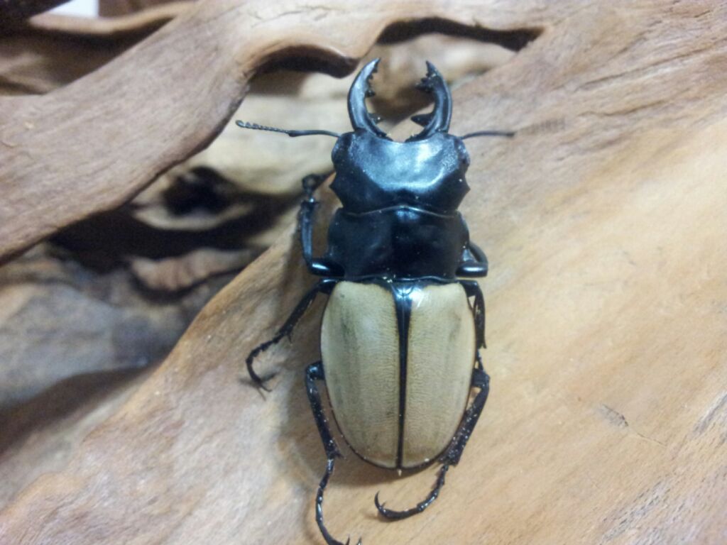 «ö¦¹¦b·sµøµ¡ÂsÄý¹Ï¤ù