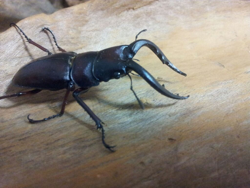 «ö¦¹¦b·sµøµ¡ÂsÄý¹Ï¤ù