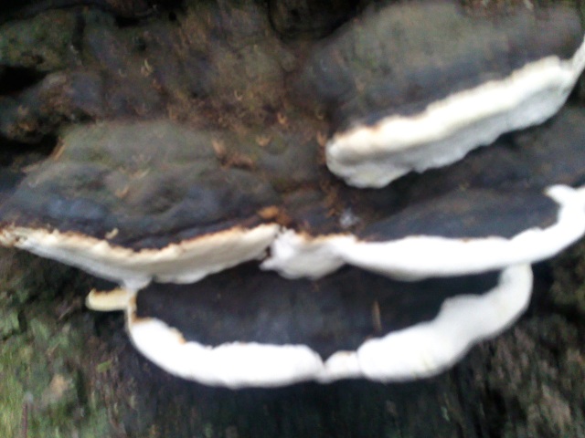 «ö¦¹¦b·sµøµ¡ÂsÄý¹Ï¤ù