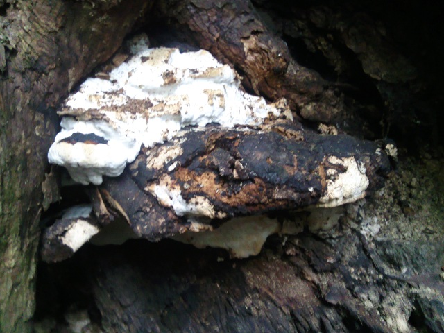 «ö¦¹¦b·sµøµ¡ÂsÄý¹Ï¤ù