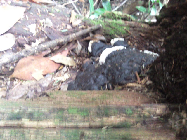 «ö¦¹¦b·sµøµ¡ÂsÄý¹Ï¤ù