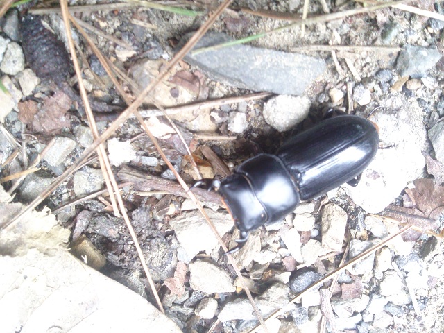 «ö¦¹¦b·sµøµ¡ÂsÄý¹Ï¤ù