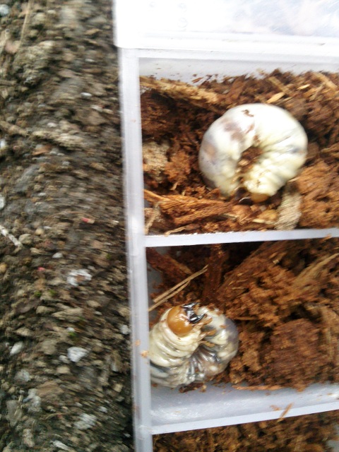 «ö¦¹¦b·sµøµ¡ÂsÄý¹Ï¤ù