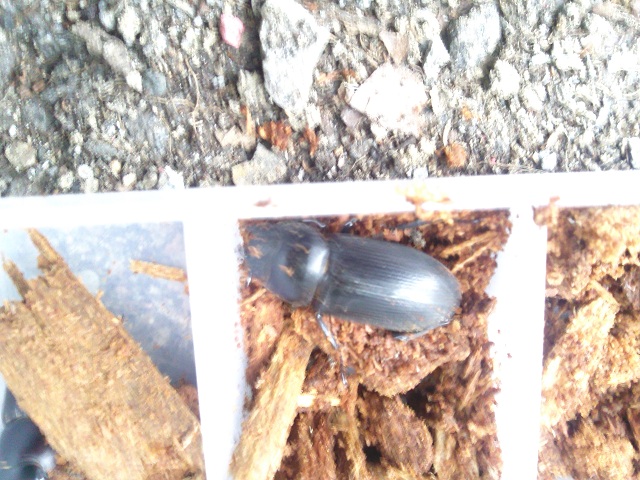 «ö¦¹¦b·sµøµ¡ÂsÄý¹Ï¤ù