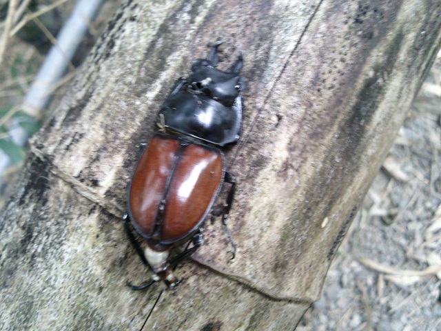 «ö¦¹¦b·sµøµ¡ÂsÄý¹Ï¤ù