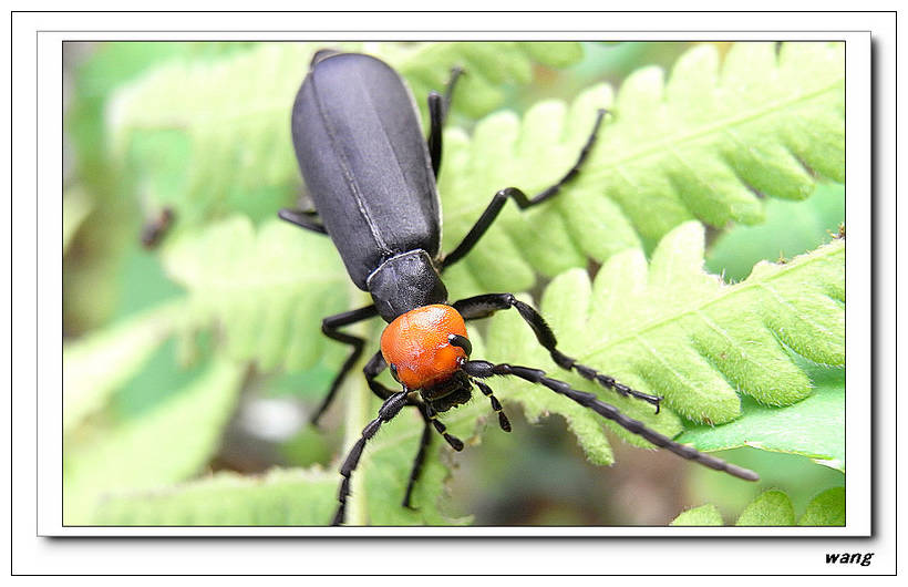 «ö¦¹¦b·sµøµ¡ÂsÄý¹Ï¤ù