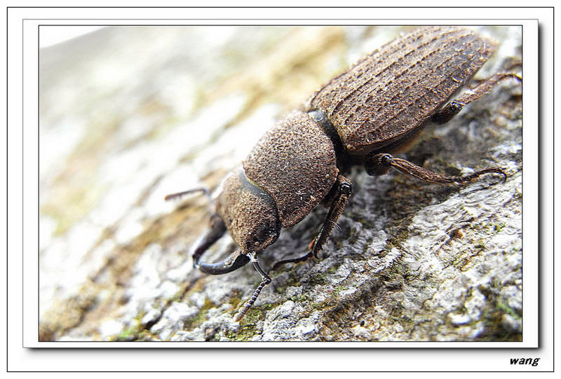 «ö¦¹¦b·sµøµ¡ÂsÄý¹Ï¤ù