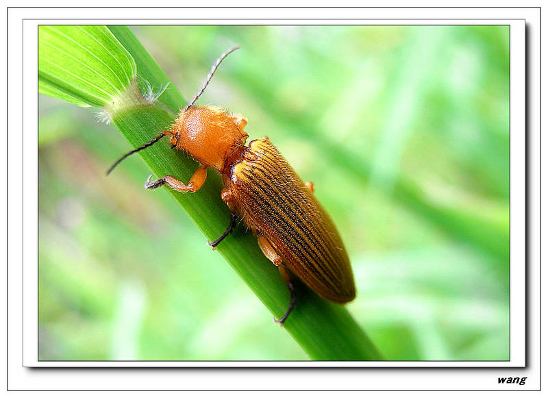 «ö¦¹¦b·sµøµ¡ÂsÄý¹Ï¤ù