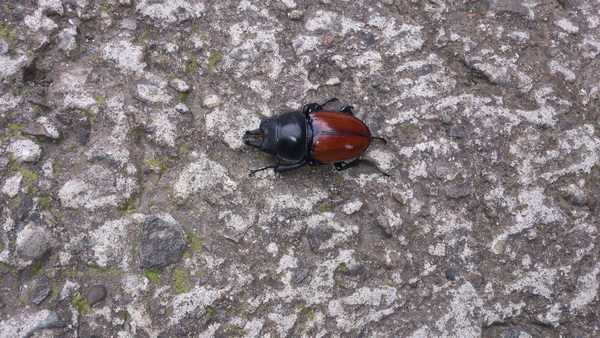 «ö¦¹¦b·sµøµ¡ÂsÄý¹Ï¤ù