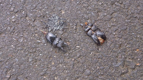 «ö¦¹¦b·sµøµ¡ÂsÄý¹Ï¤ù