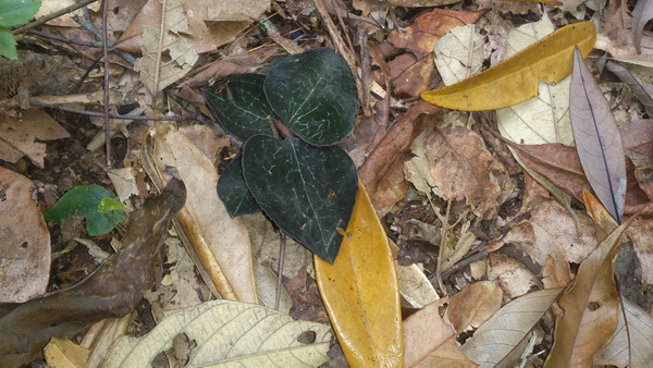 «ö¦¹¦b·sµøµ¡ÂsÄý¹Ï¤ù