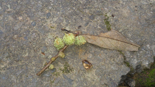 «ö¦¹¦b·sµøµ¡ÂsÄý¹Ï¤ù