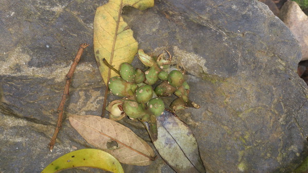 «ö¦¹¦b·sµøµ¡ÂsÄý¹Ï¤ù