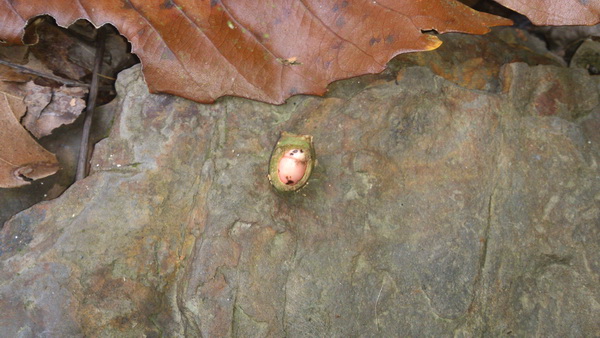 «ö¦¹¦b·sµøµ¡ÂsÄý¹Ï¤ù