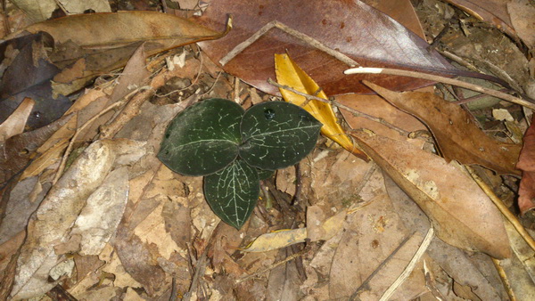 «ö¦¹¦b·sµøµ¡ÂsÄý¹Ï¤ù