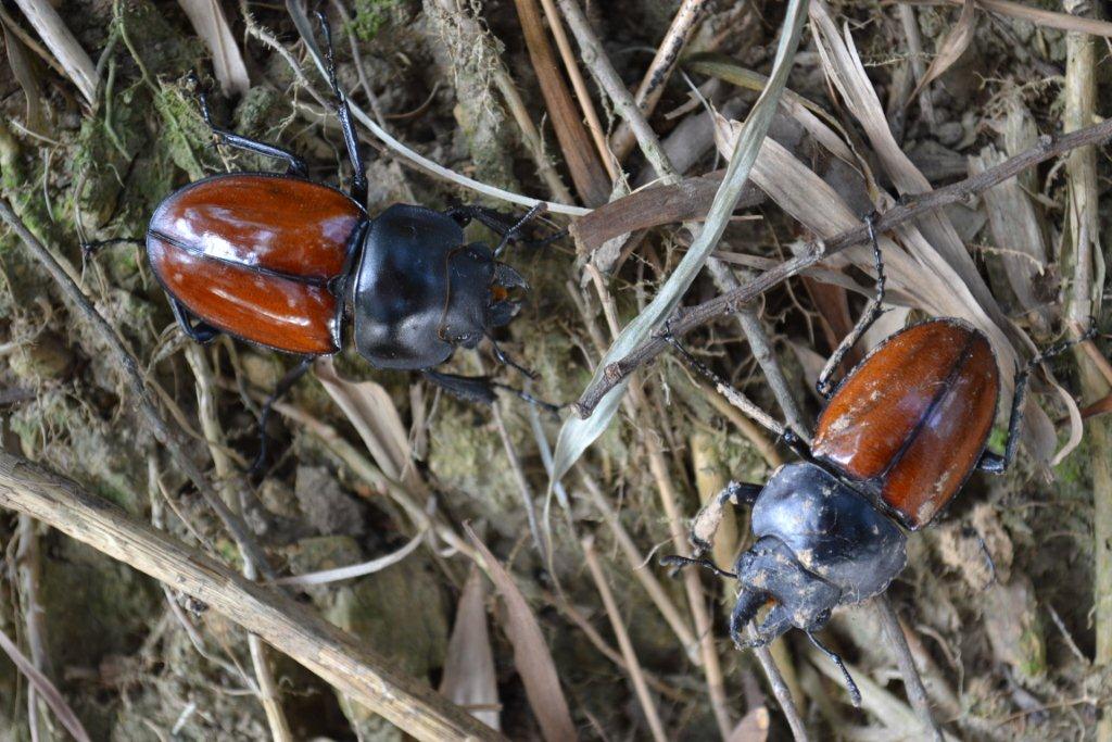 «ö¦¹¦b·sµøµ¡ÂsÄý¹Ï¤ù