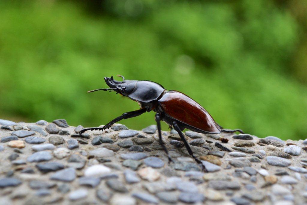 «ö¦¹¦b·sµøµ¡ÂsÄý¹Ï¤ù