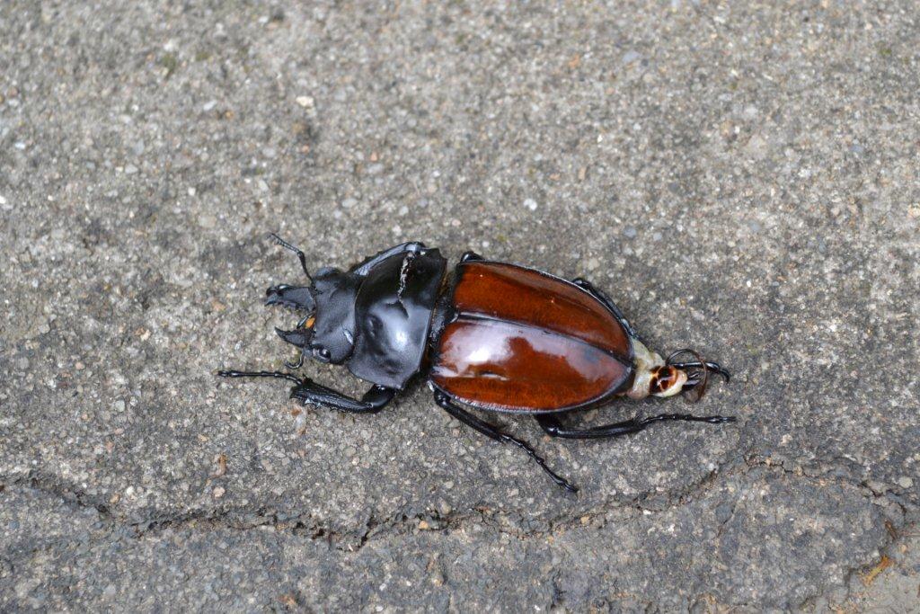 «ö¦¹¦b·sµøµ¡ÂsÄý¹Ï¤ù