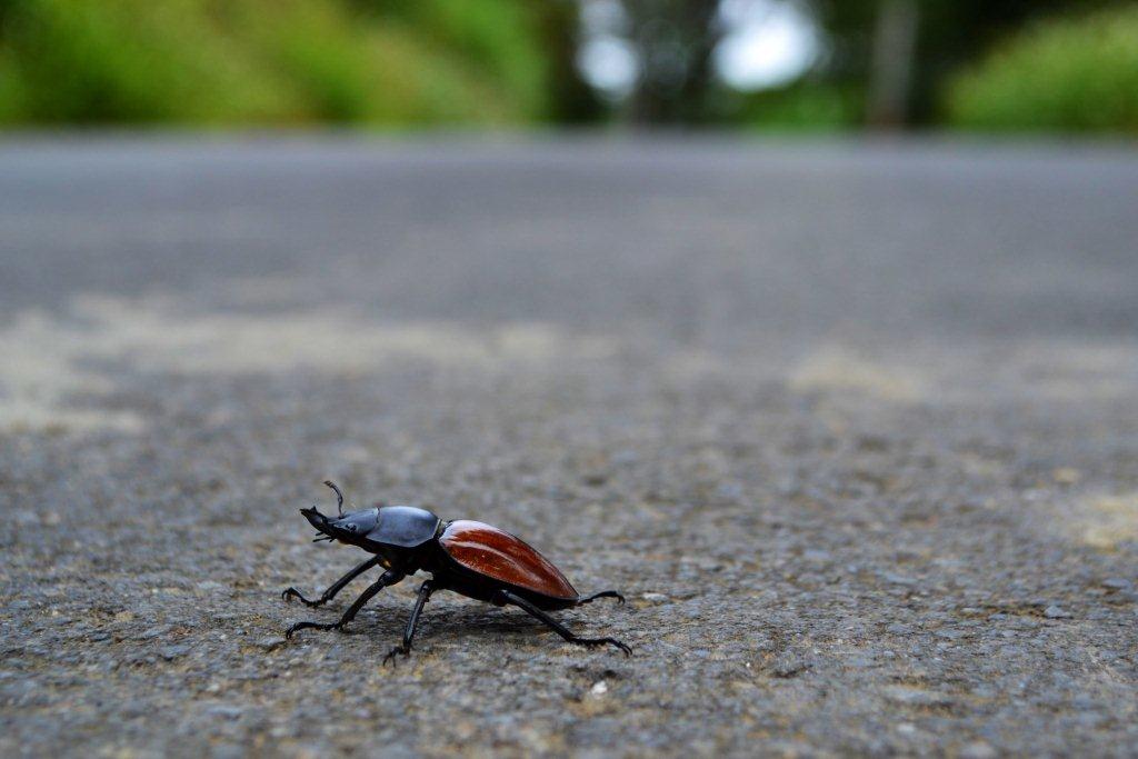 «ö¦¹¦b·sµøµ¡ÂsÄý¹Ï¤ù