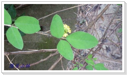 «ö¦¹¦b·sµøµ¡ÂsÄý¹Ï¤ù