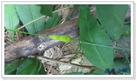 «ö¦¹¦b·sµøµ¡ÂsÄý¹Ï¤ù