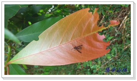 «ö¦¹¦b·sµøµ¡ÂsÄý¹Ï¤ù