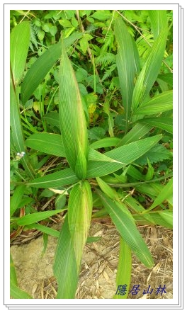 «ö¦¹¦b·sµøµ¡ÂsÄý¹Ï¤ù